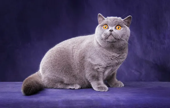 Кошка, кот, взгляд, поза, котенок, серый, лапки, мордочка