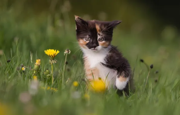 Картинка кошка, трава, цветы, природа, котенок, одуванчики