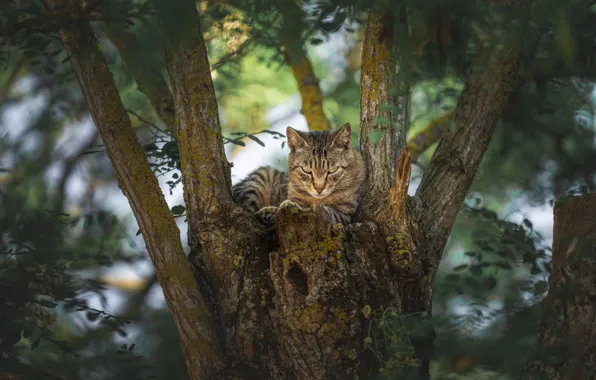 Кот, взгляд, на дереве