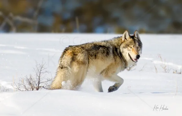 Картинка nature, snow, predator, animal, wolf, wildlife, Canis lupus., portrait.