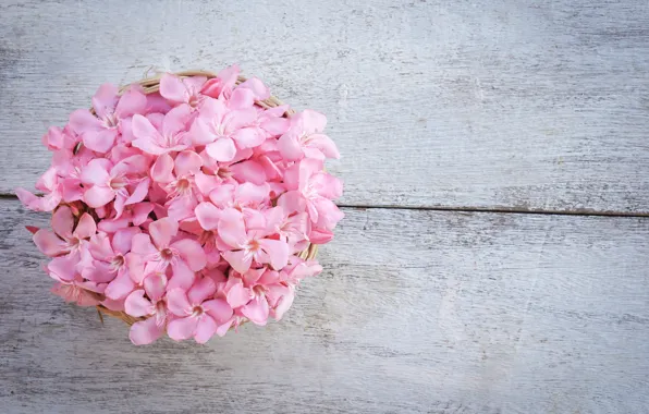 Цветы, розовые, wood, pink, flowers