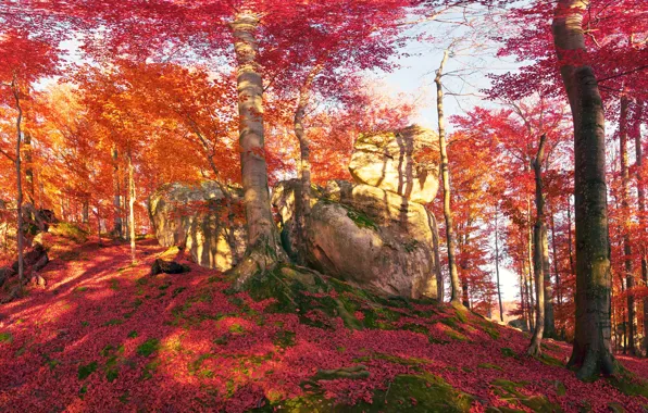 Осень, лес, листья, солнце, деревья, камни, мох, Украина