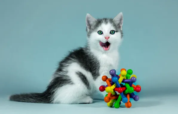 Язык, кошка, взгляд, котенок, фон, голубой, черно-белый, игрушка