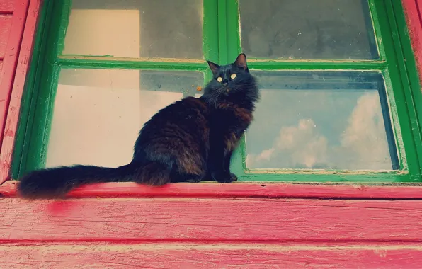 Картинка кошка, кот, взгляд, кошак, окно, пушистая