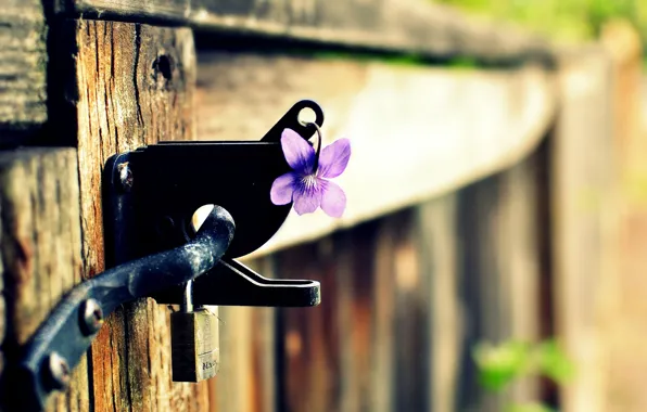 Картинка цветок, фиолетовый, макро, фон, замок, widescreen, обои, забор