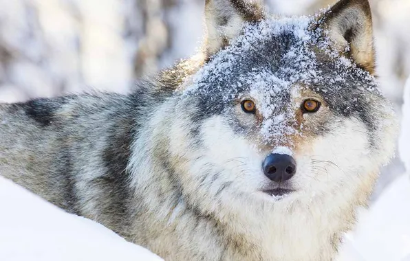 Nature, face, animal, wolf, wildlife, head, fur, mammal