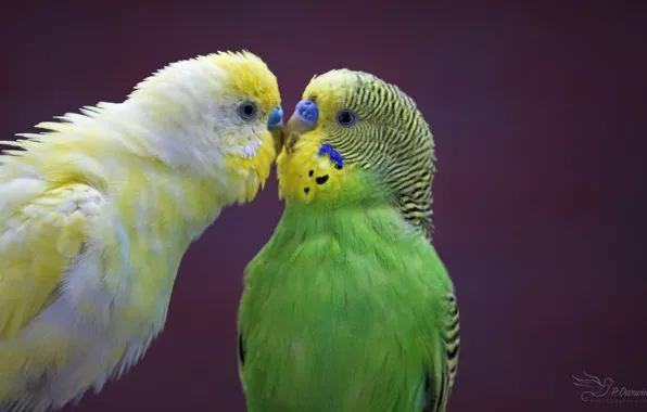 Пара, попугаи, птицы, любовь