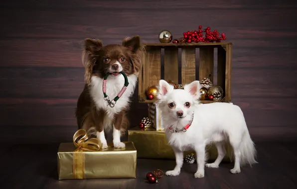 Картинка собаки, праздник, игрушки