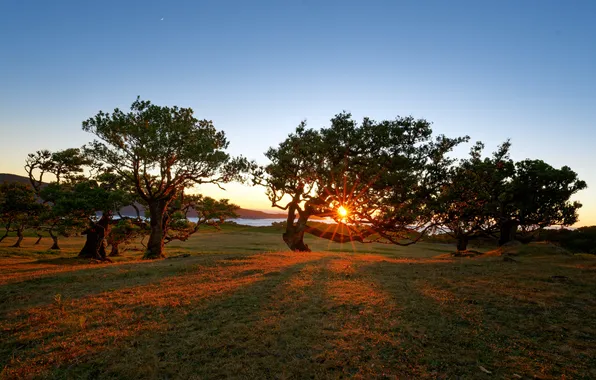 Трава, Деревья, Португалия, Porto Moniz, Sunrise, Portugal, Голубое небо, Восход солнца