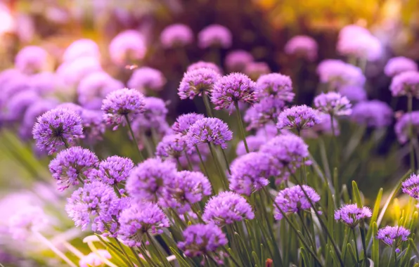 Цветы, Цветок, Растение, Лепестки, Растения, Flower, Flowers, Flora