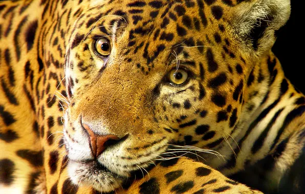 Картинка кошка, Jaguar, большая