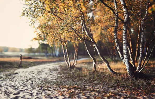 Природа, город, парк