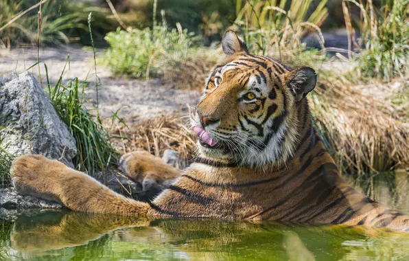 Картинка язык, кошка, тигр, купание, ©Tambako The Jaguar