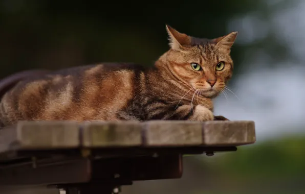 Картинка кошка, кот, взгляд, морда, скамейка, серый, фон, доски