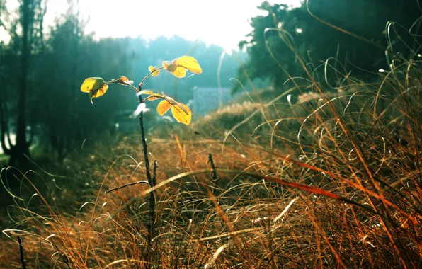 Осень, трава, листья