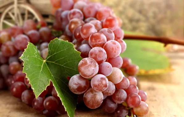 Картинка осень, красный, лист, ягоды, виноград, гроздь