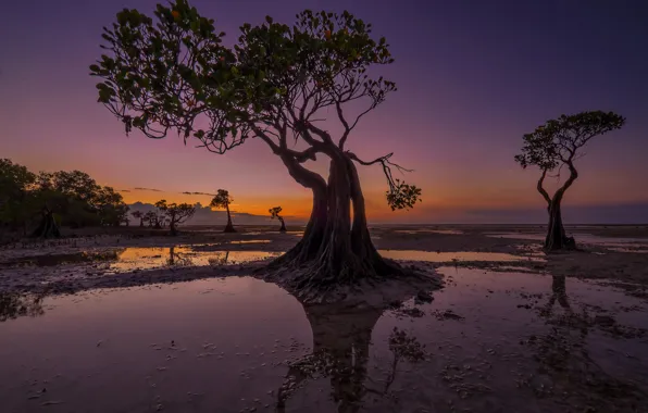 Деревья, вечер, отлив, Индонезия, зарево, Walakiri Beach