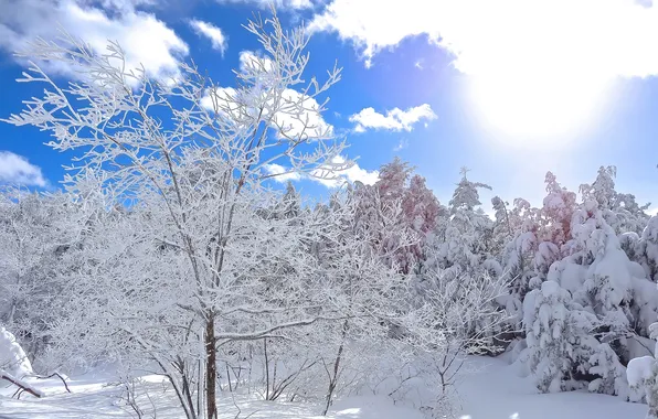 Картинка зима, небо, солнце, облака, снег, деревья