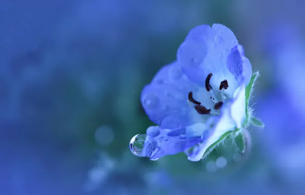Картинка цветок, вода, капли, макро, свежесть, синий, природа, роса