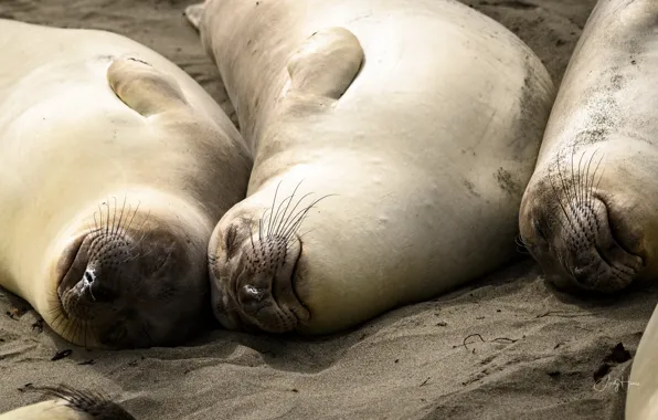 Природа, звери, Elephant Seal