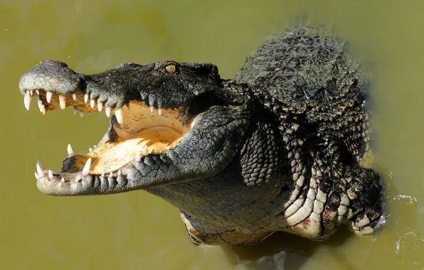 Природа, фон, крокодил