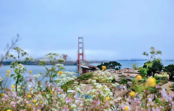 Лето, мост, обои, wallpaper, california, сша, картинка, Bridge