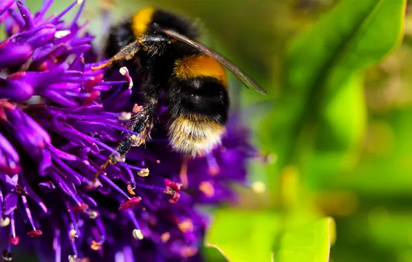 Картинка цветок, макро, нектар, пчела, насекомое