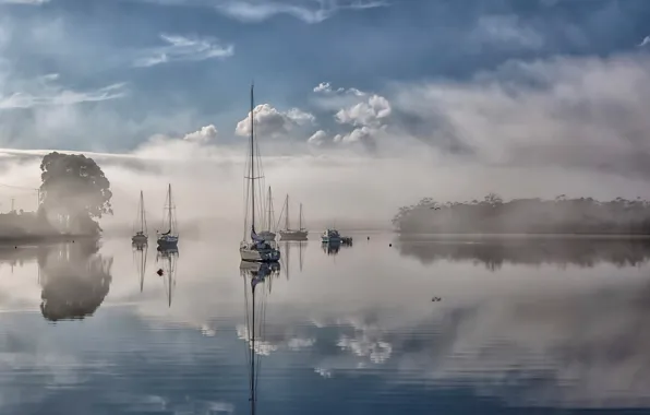 Картинка туман, река, Australia, Tasmania, River Mist