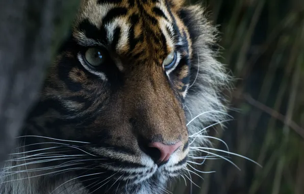 Глаза, взгляд, морда, хищник, суматранский тигр