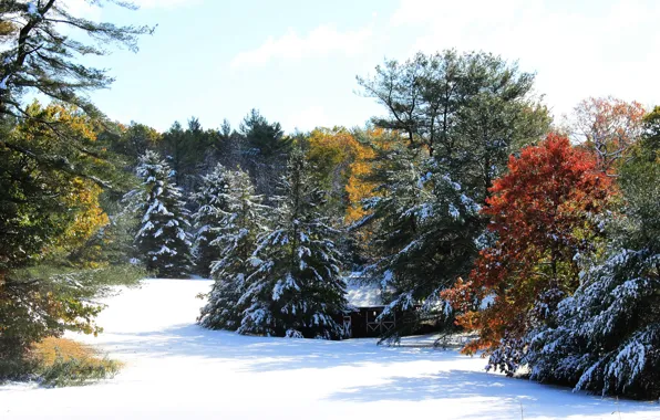 Картинка Зима, Деревья, Снег, Winter, Snow, Colors, Trees