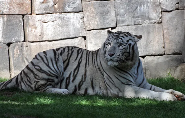 Картинка кошка, трава, тигр, камень, тень, белый тигр