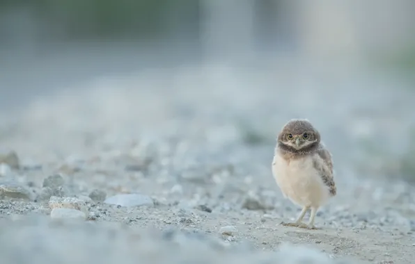 Природа, птица, Burrowing Owl