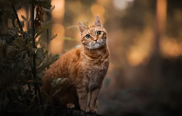 Кошка, кот, взгляд, поза, мордашка