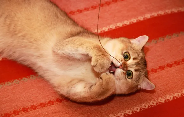Кошка, взгляд, поза, котенок, игра, лапки, пасть, лежит