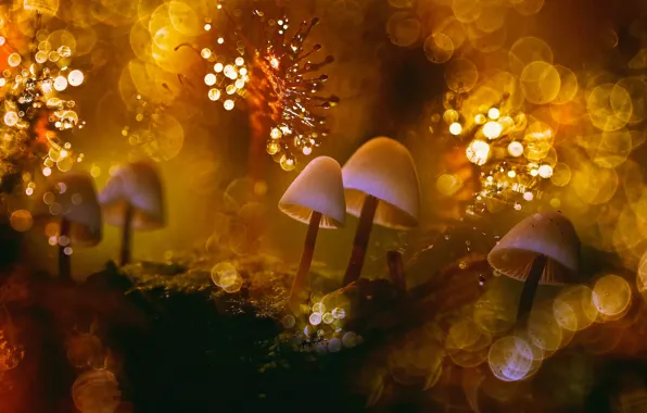Картинка макро, свет, роса, блики, тепло, мир, грибы, мох