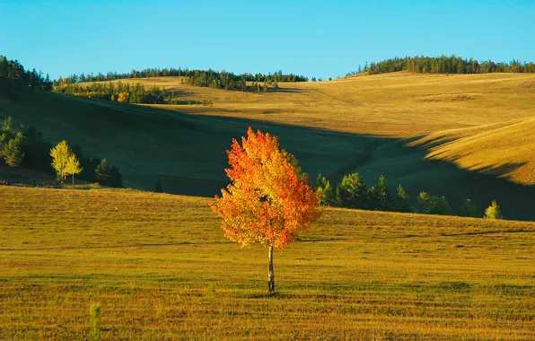 Картинка поле, осень, небо, пейзаж, дерево, ветер, холмы, березка