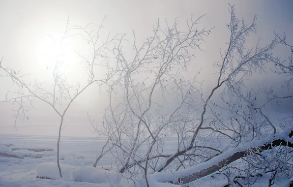 Картинка зима, иней, солнце, снег, ветки, дерево, дымка