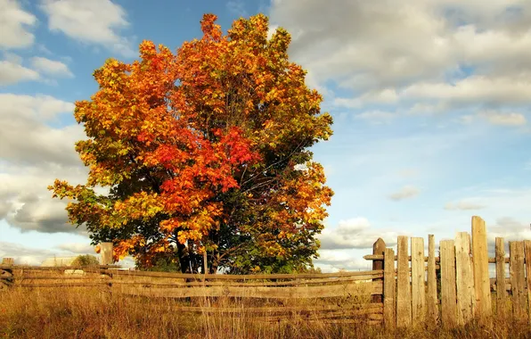 Картинка осень, трава, облака, дерево, забор