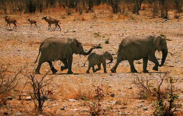 Картинка животные, Африка, слоны, семейство