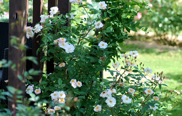 Цветы, Природа, Сад, Nature, Flowers, Garden