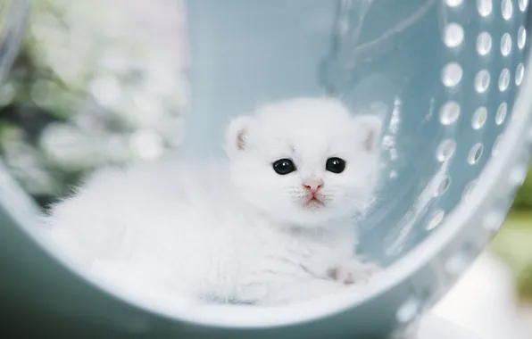 Кошка, белый, свет, котенок, малыш, лежит, боке