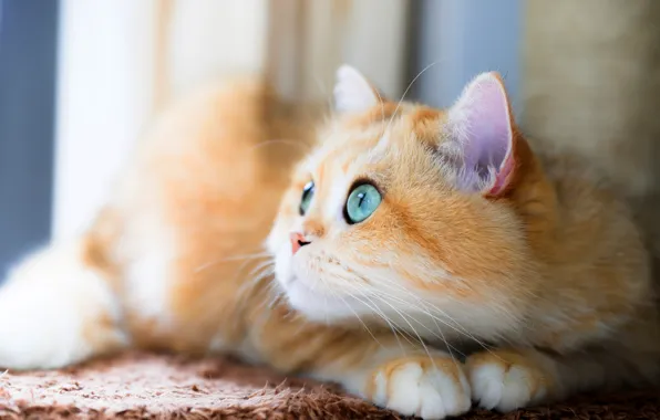 Кошка, кот, взгляд, морда, поза, фон, рыжий, лежит