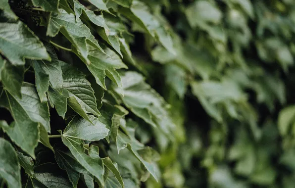 Leaves, plant, out of focus