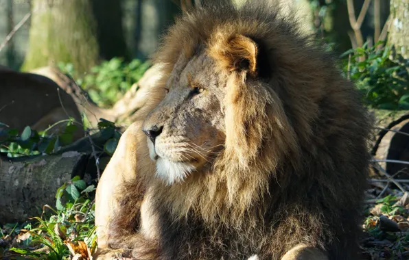 Кот, лев, зверь