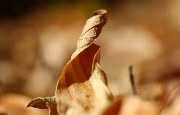 Осень, листья, природа