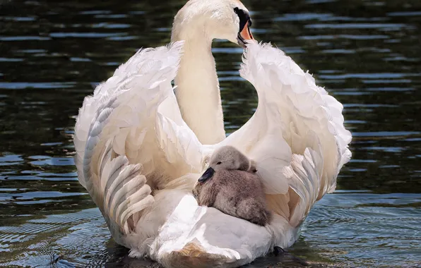 White, swan, bird, water, lake, animal, pride, elegant