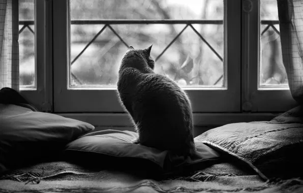 Картинка кошка, подушки, окно, чёрно белое фото, чб фото, чёрно белые дни, candela