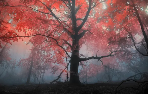 Осень, лес, деревья, туман, дерево, вечер, утро, Пейзажи