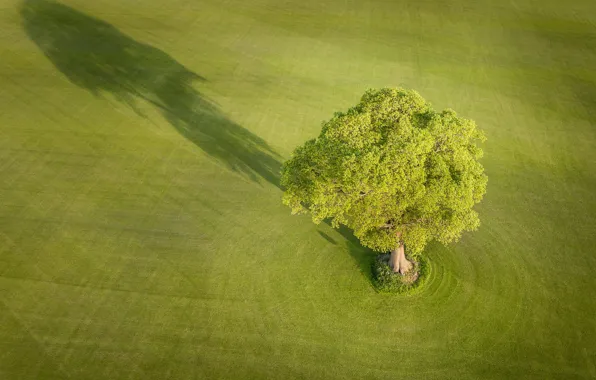 Картинка поле, дерево, Англия, тень, England, Йоркшир, Yorkshire, Эверингем
