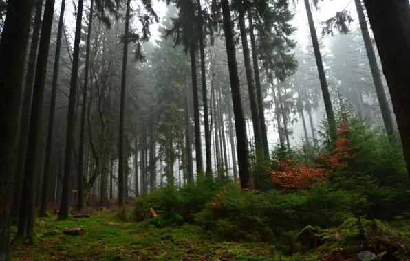 Осень, лес, деревья, природа, туман, Германия, Germany, Rheinland-Pfalz